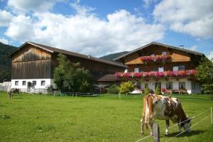 una vaca pastando en un campo frente a un edificio en Tischlerhof en Lago Achen
