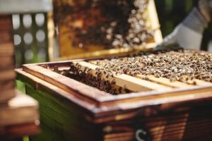 a beehive full of bees in a wooden box at Landgut am Pößnitzberg in Leutschach