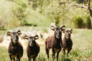 a group of sheep walking in a field at Landgut am Pößnitzberg in Leutschach