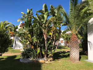 Ogród w obiekcie COSTA DAURADA APARTAMENTS - Stival Park 4