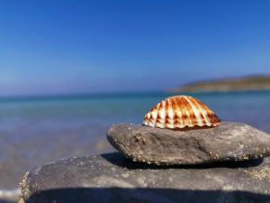 two seashells sitting on a rock on the beach at ThalaSEA - village Antiparos in Antiparos