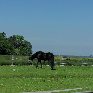 un caballo negro pastando en un campo de hierba en Ferienwohnung Glücklich en Ovelgönne