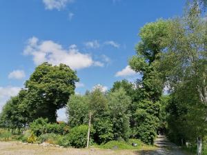 un grupo de árboles con un cielo azul en el fondo en Ferienwohnung Glücklich en Ovelgönne