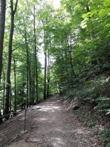 un camino de tierra en una zona boscosa con árboles en Leimernhof, en Thörishaus