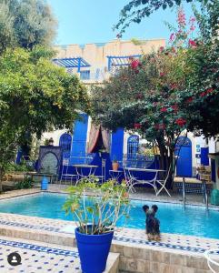 um cão parado na água numa piscina em Riad Jean Claude em Fez