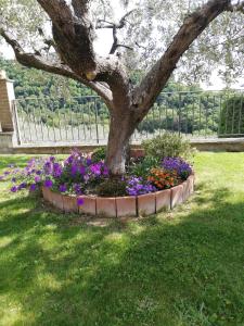 Zahrada ubytování La Casa Tra Gli Ulivi