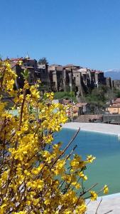 un árbol con flores amarillas junto a una piscina en Le Rocce en SantʼAgata deʼ Goti