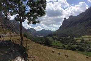 a group of animals grazing in a field with a tree at La Osera del Coto in El Coto