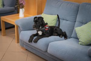 a black dog sitting on a blue couch at Hotel Silva in Ferrol