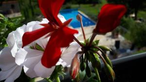 Bazén v ubytování Pension am Weinberg Bed & Breakfast nebo v jeho okolí