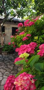 a bunch of pink flowers in a garden at Villa Fortuna in Mostar