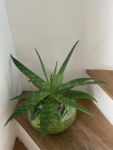 a green plant in a pot on a shelf at ON the RAIL by Arcotrilogy-Homes in Arco