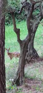a deer laying in the grass next to a tree at Stunning Country House overlooking Tuscany hills in Lorenzana