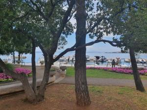 a group of trees in a park next to the water at MIAU Premium apartments in Selce