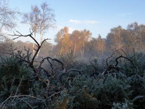 a group of branches and trees in a field at Argyll House Bed and Breakfast in Westleton
