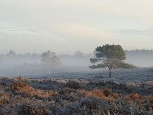 a tree in a field with fog in the background at Argyll House Bed and Breakfast in Westleton
