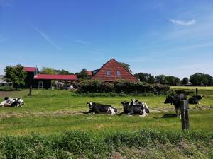 eine Gruppe von Kühen, die auf einem Feld mit einer Scheune liegen in der Unterkunft Etzel-Lodge Weideblick in Friedeburg