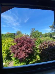 a view of a bush from a window at Unterkünfte nahe Einfelder See, in Neumünster