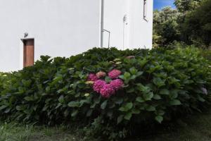 a large green bush with pink flowers in front of a building at Aegean's Whispery Seafront Villa in Chorefto