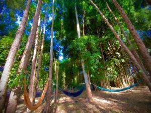 a hammock in the middle of a forest of trees at Pousada do Bosque in Boa Esperança