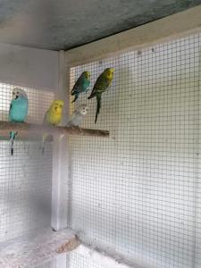 un groupe d’oiseaux assis dans une cage pour oiseaux dans l'établissement La roulotte des Trois Arbres, à Oradour-sur-Glane