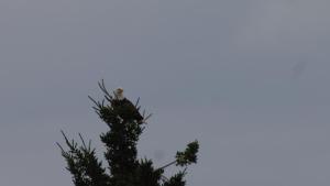 a bird perched on top of a tree branch at Cabot Trail Motel in Baddeck