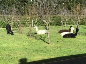 Altri animali domestici presso il bed & breakfast o nei dintorni
