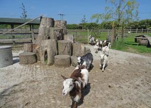 
Pet or pets staying with guests at Barmston Farm
