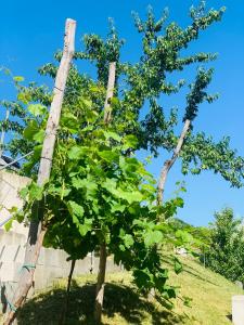 Giardino di Dovolená bez starostí - Apartmán u Venuše