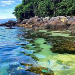 eine Gruppe von Fischen im Wasser an einem felsigen Ufer in der Unterkunft Casa Colibri - Praias e Cachoeiras in Paraty