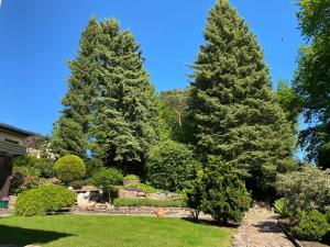 dos pinos altos en un patio con césped en Odenwald Chalet, en Erbach
