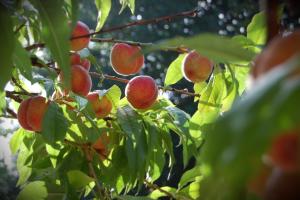 a bunch of apples hanging from a tree at The Grove Cromer in Cromer
