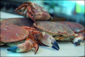 a group of crabs sitting on a table at The Grove Cromer in Cromer