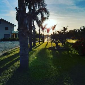 un grupo de palmeras en un campo con la puesta de sol en B&B Casa Mare Paestum, en Paestum