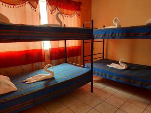 two bunk beds with swans on them in a room at Green Monkey Hostel in Flores