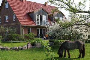 a horse grazing in the grass in front of a house at Gerdemann in Timmendorf