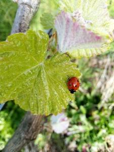 een vrouwtje dat op een groen blad zit bij Quinta De Vila Nova - Agroturismo in Monção