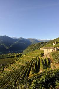 an aerial view of a vineyard in the hills at Hotel Bellavista in Teglio
