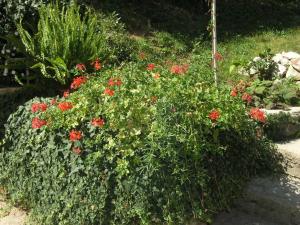 Ein Garten an der Unterkunft Apartments Jadranka with magnificent views of the sea - Baska