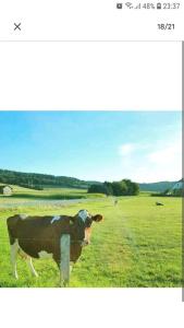 a cow standing next to a fence in a field at 4 Erw. 1 Ki. Ski Entspannung Terasse Ausblick in Schmallenberg