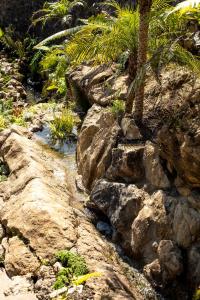 una palmera sentada sobre algunas rocas en Apartamentos Boutique Fuente Real en Comillas