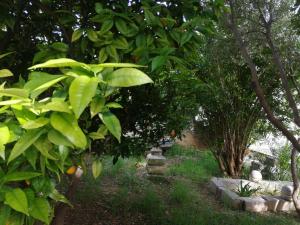 un giardino con aranci, erba e rocce di Ines and Marina a Dubrovnik