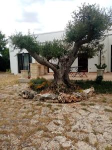 a tree sitting in front of a building at masseria chianca " Le Gravine" in Mottola