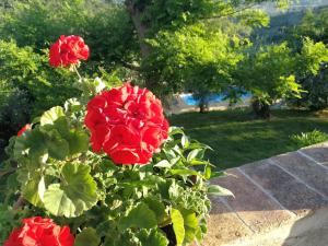 サン・カシャーノ・イン・ヴァル・ディ・ペーザにあるLe Massucceの庭の赤いバラの茂み