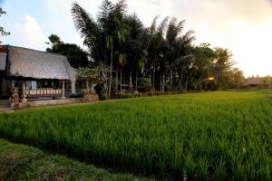 a field of green grass next to a house at Arma Museum & Resort, CHSE Certified in Ubud