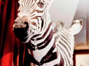 a statue of a zebra standing next to a curtain at Park Hôtel Grenoble - MGallery in Grenoble
