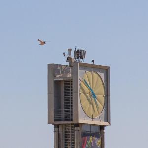 a clock tower with a bird flying in the sky at Casa Arsella in Viareggio