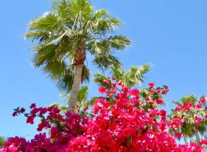 ムチャメルにあるMaison Illeta Golf Bonalbaのヤシの木とヤシの木前のピンクの花