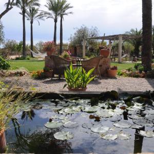 a pond with lilies in a yard with palm trees at Agroturismo Finca Sant Blai in Campos