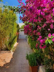 a garden with pink flowers and a walkway at Nel Cuore di Campomarino in Campomarino